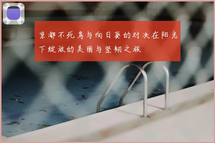 京都不死鸟与向日葵的对决在阳光下绽放的美丽与坚韧之旅